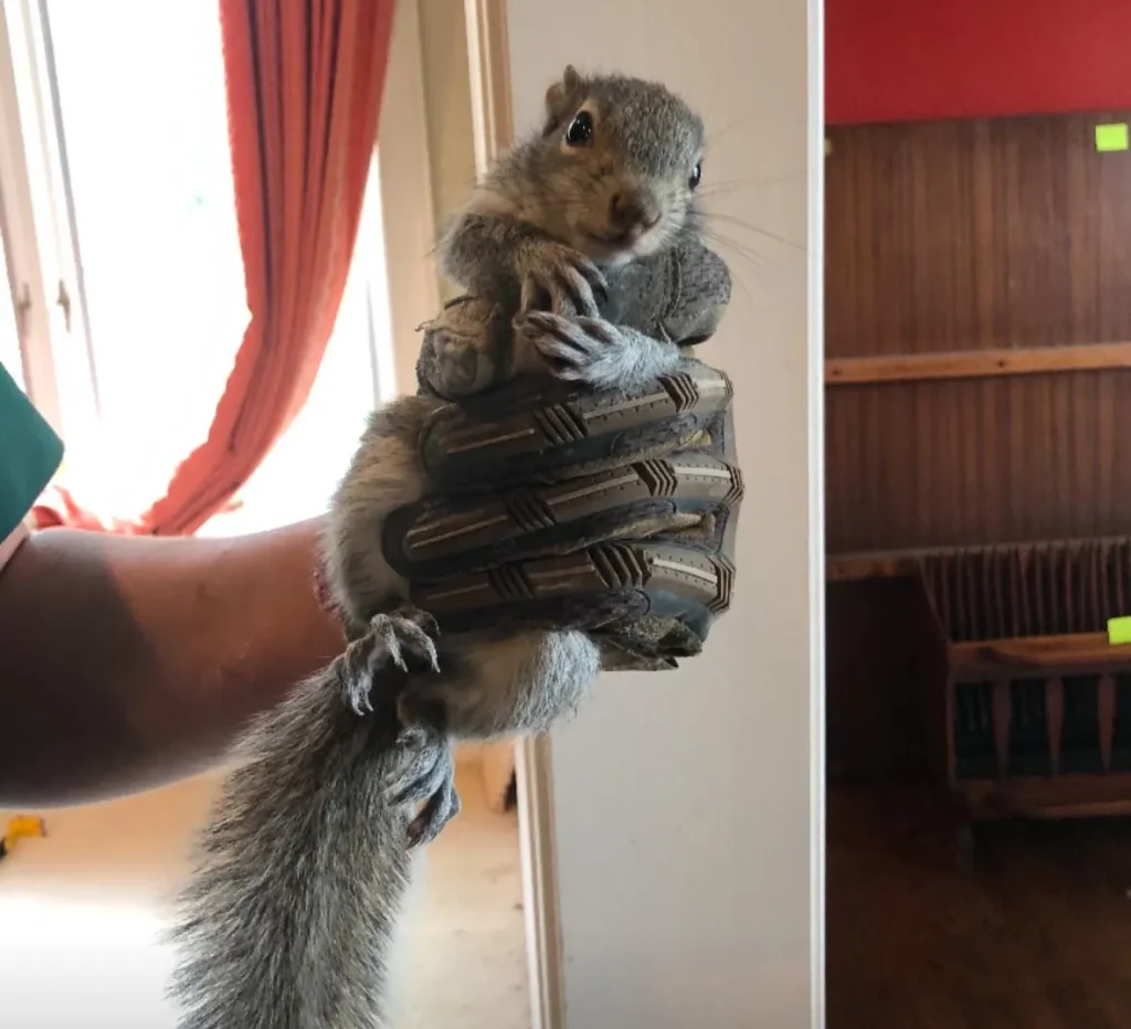 Wildlife Removal & Trapping