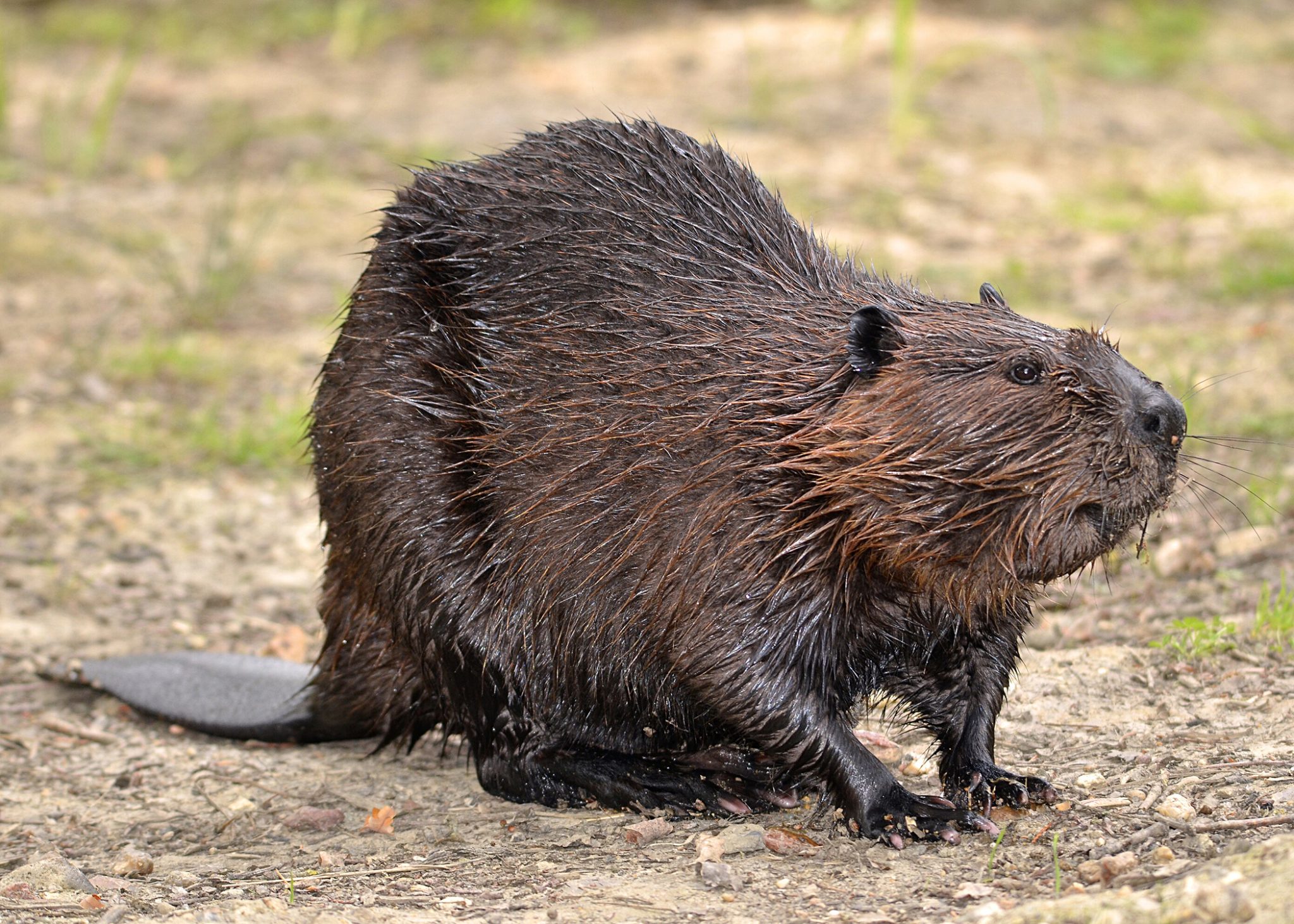 Beaver