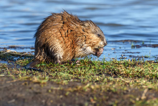 Muskrat