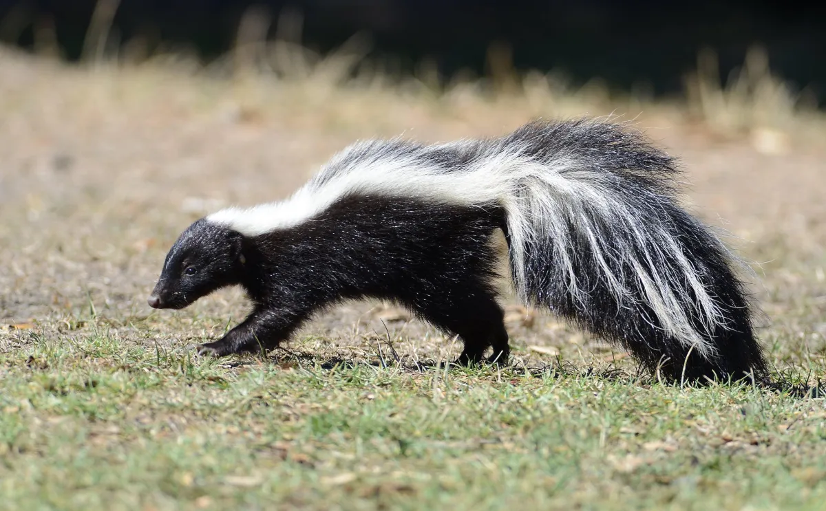 Skunks