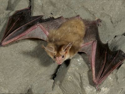 Bat