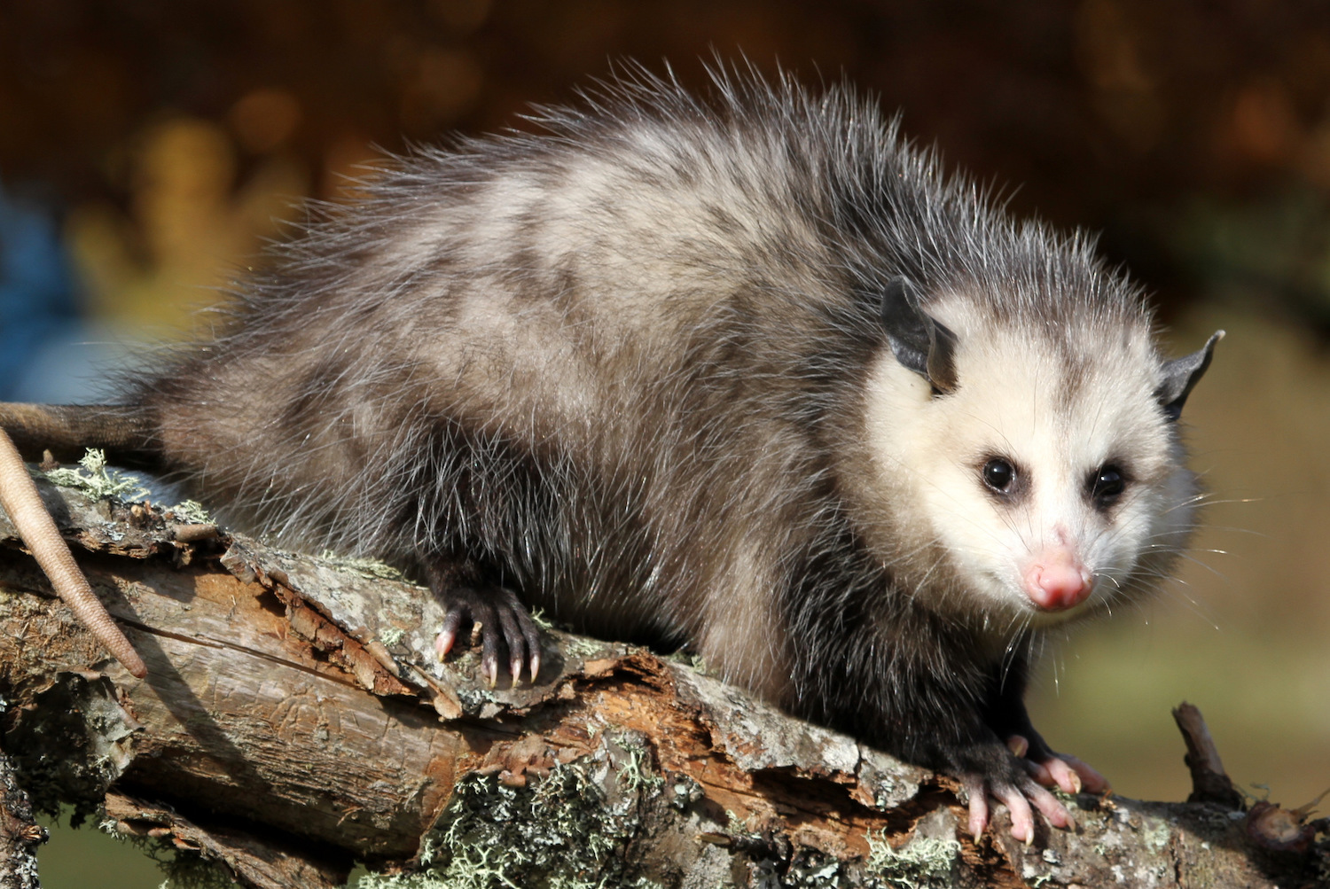 Opossum