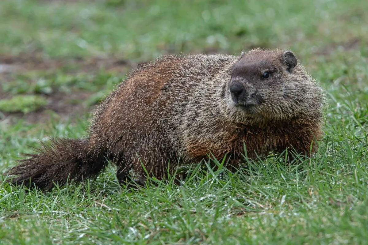 Groundhog