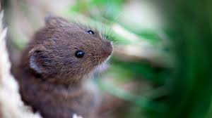 Voles