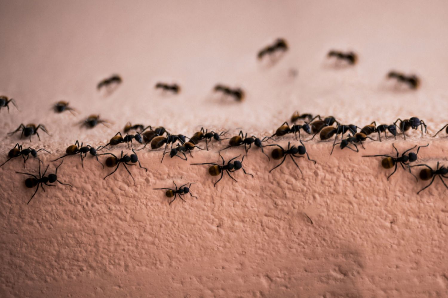 Pest Control Services