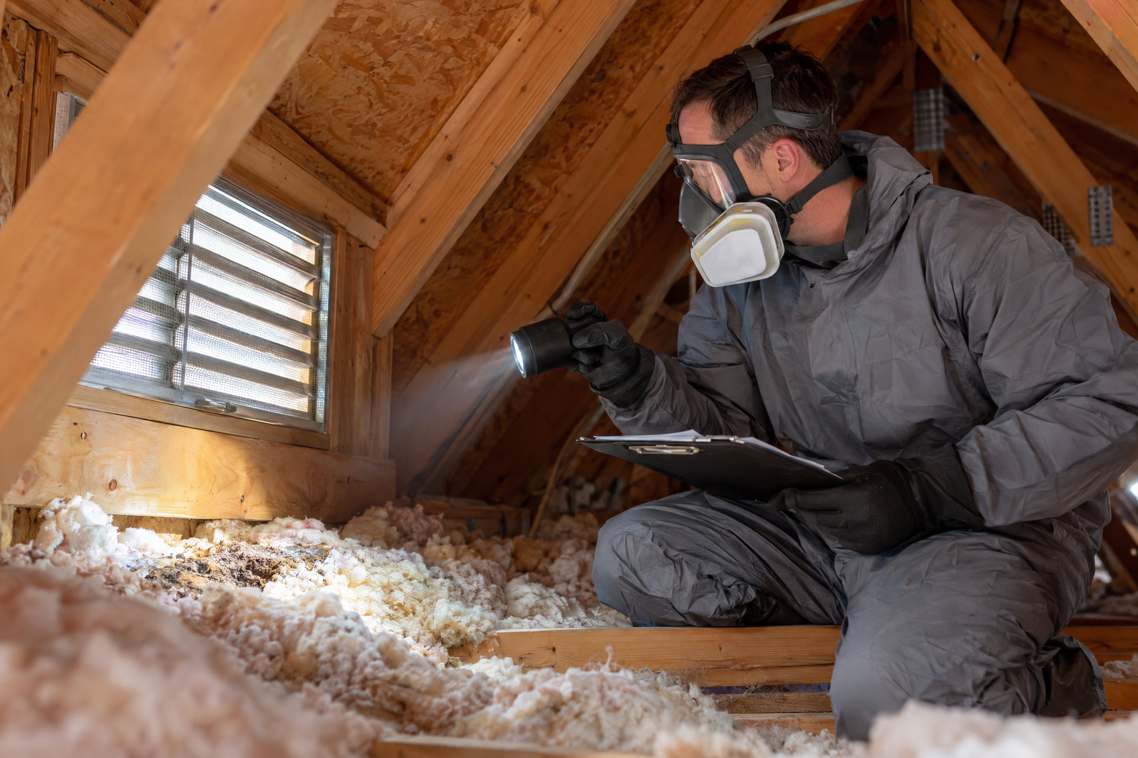 Technician inspecting wildlife damage in an attic