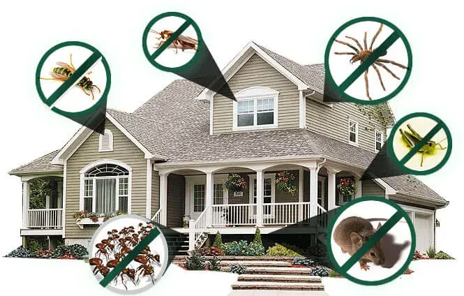 Pest Control Services