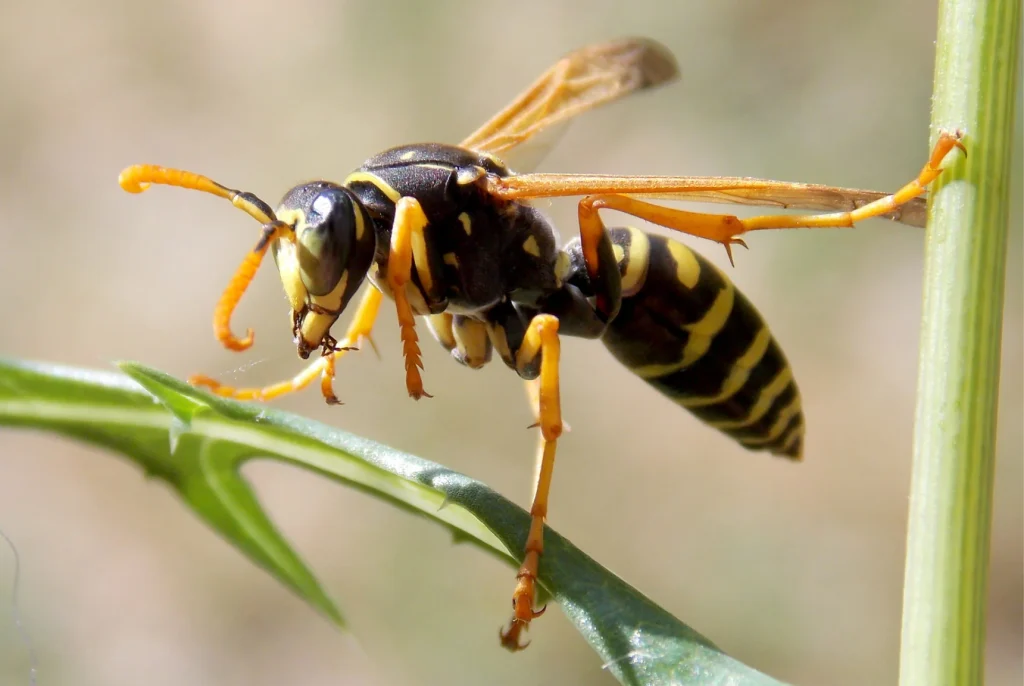 Wasps