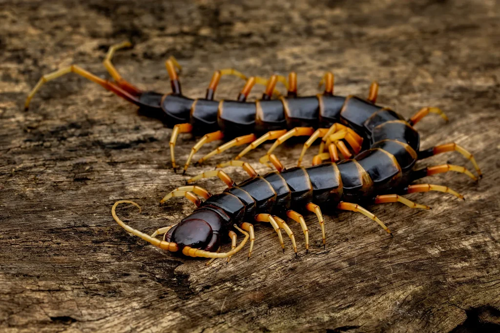 Centipedes