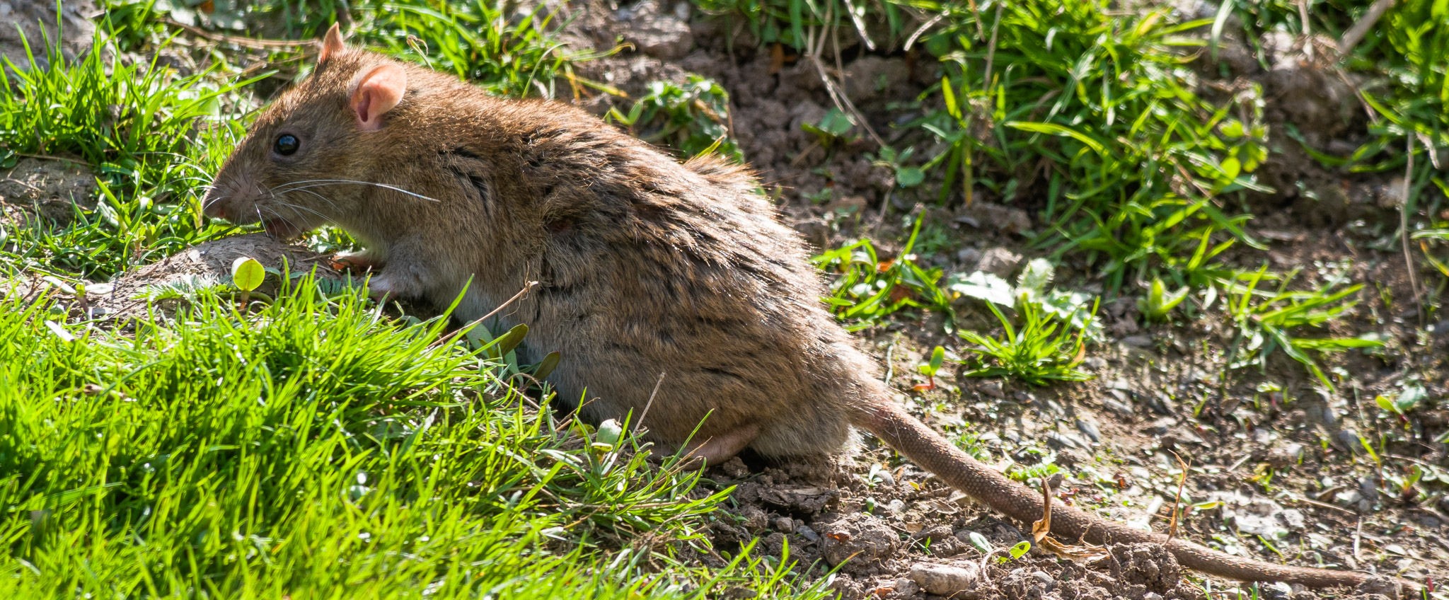 Rat Removal Services in Overland Park