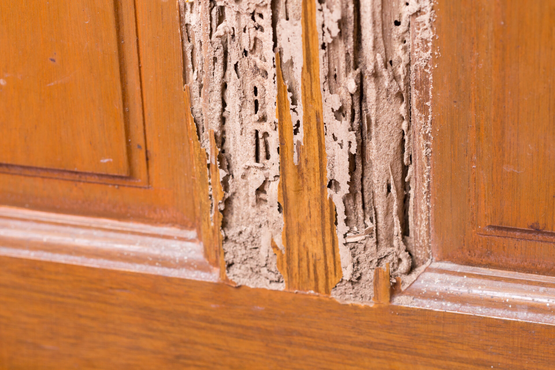 Termites Removal Services in Overland Park