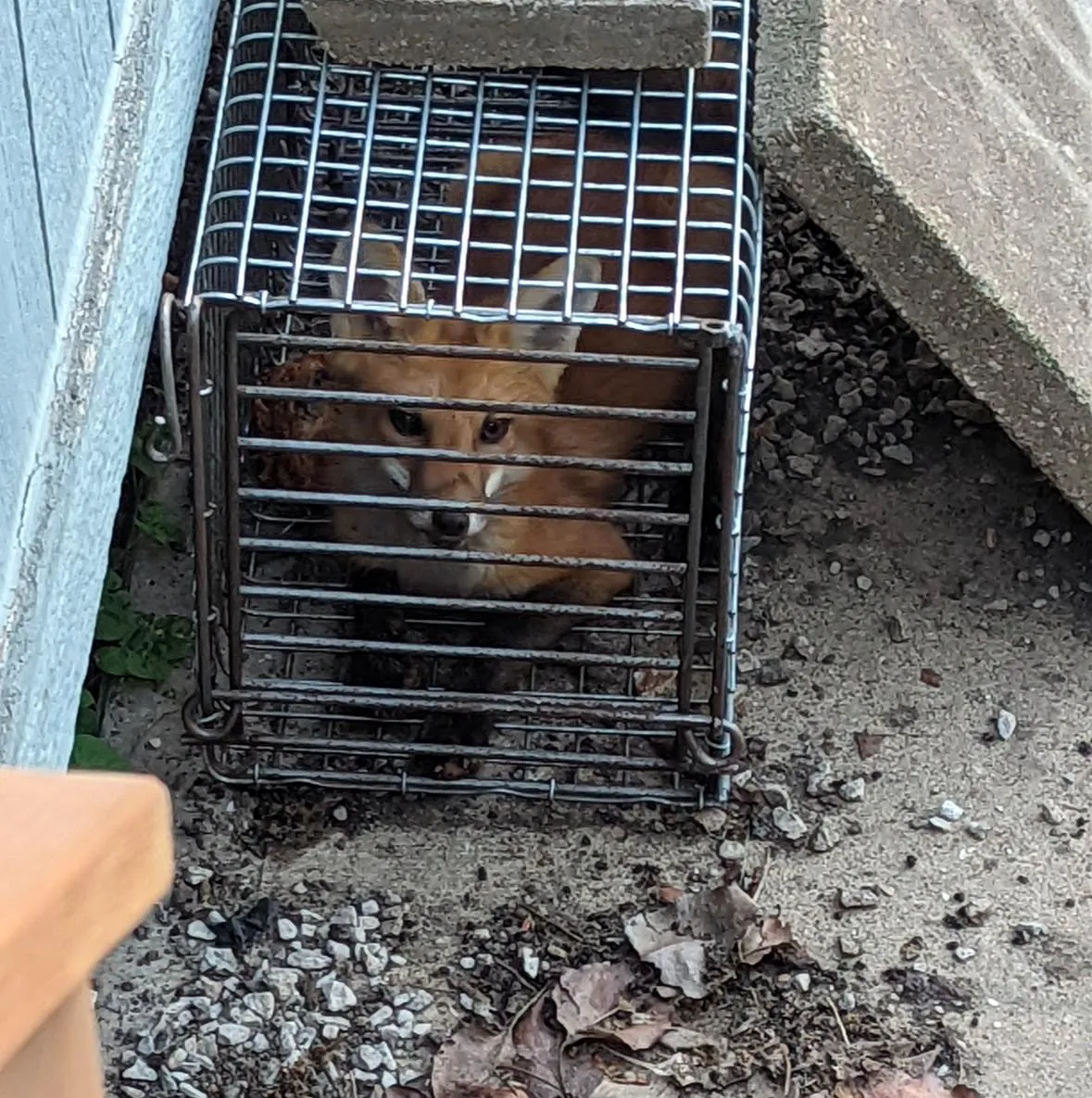 Trapping and Removal